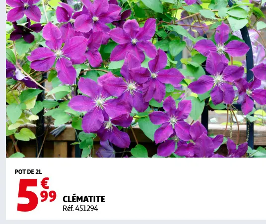 Promotie: Clématite