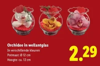 Aanbieding: Orchidee in wellantglas