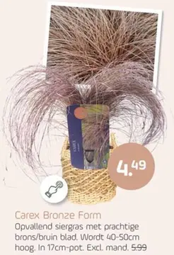 Aanbieding: Carex Bronze Form