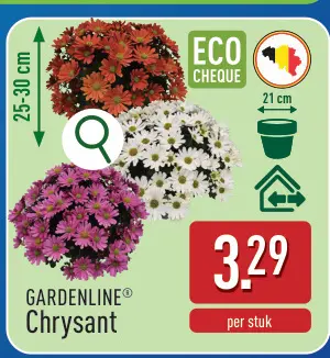 Promotie: Chrysant