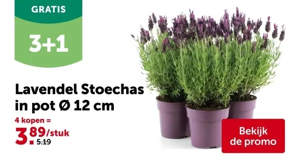 Promotie: Lavendel Stoechas in pot 12 cm