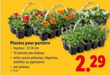 Offre: Plantes pour parterre