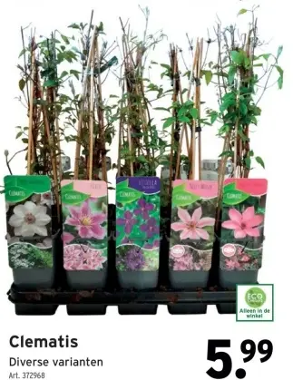 Promotie: Clematis