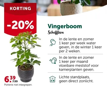 Aanbieding: Schefflera Vingerboom