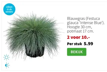 Aanbieding: Blauwgras
