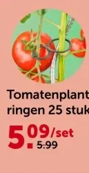 Promotie: Tomatenplantringen