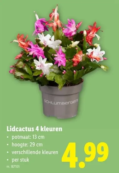 Aanbieding: Lidcactus 4 kleuren