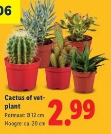 Aanbieding: Cactus of vet-plant