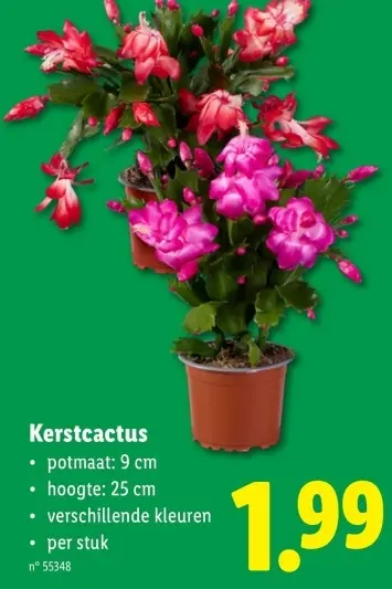 Promotie: Kerstcactus