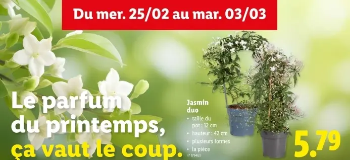 Offre: Jasmin duo