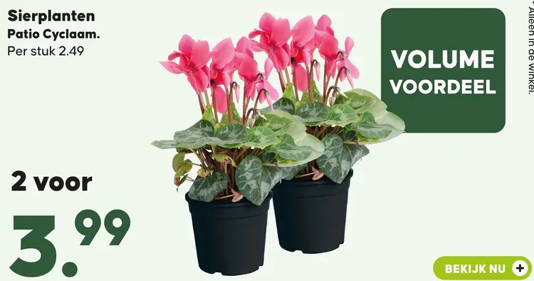 Aanbieding: Patio Cyclaam