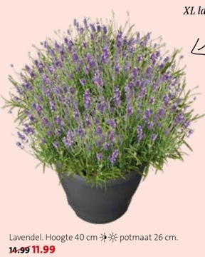 Aanbieding: Lavendel