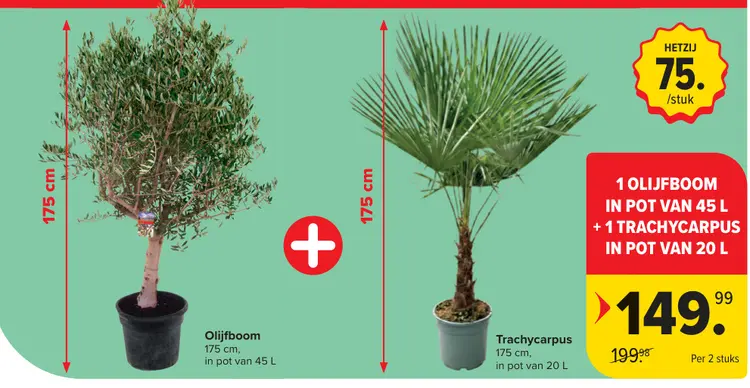 Promotie: Olijfboom + Trachycarpus