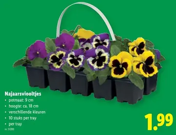Aanbieding: Najaarsviooltjes