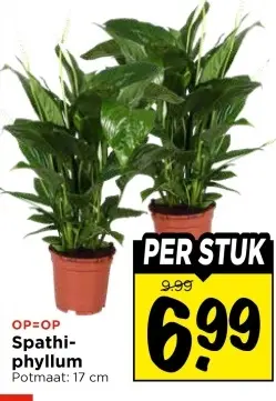 Spathiphyllum