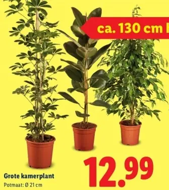 Aanbieding: Grote kamerplant