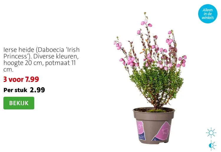 Aanbieding: Ierse heide (Daboecia 'Irish Princess')
