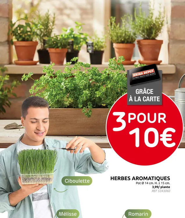 Offre: Herbes aromatiques