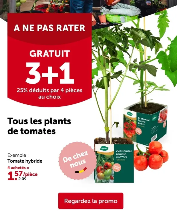 Offre: Tomate hybride
