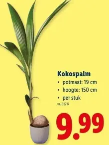 Promotie: Kokospalm