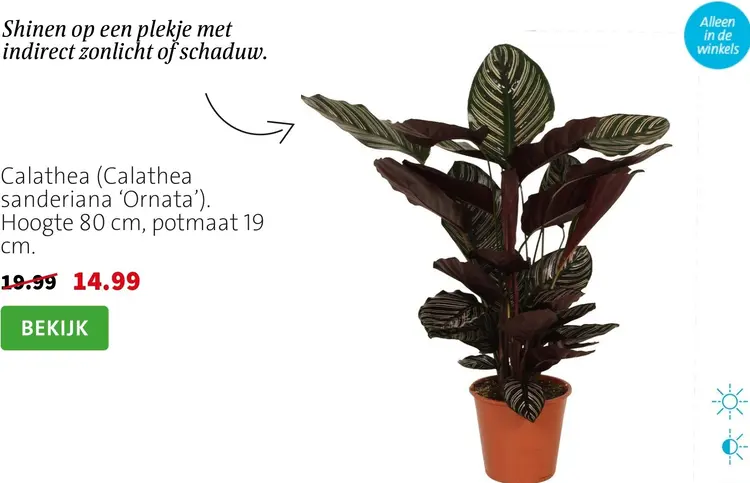 Aanbieding: Calathea