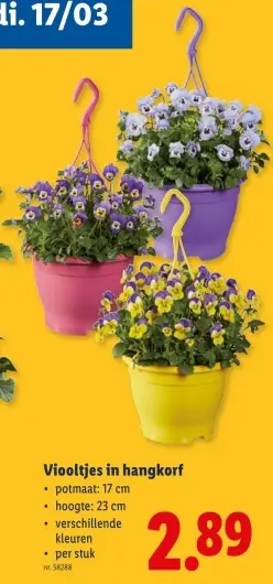 Promotie: Viooltjes in hangkorf