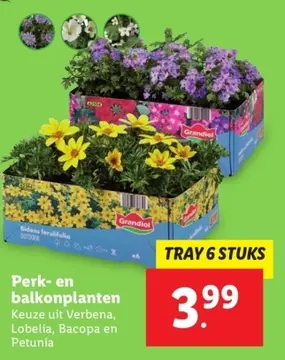 Aanbieding: Perk- en balkonplanten