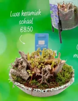 Aanbieding: Luxe keramiek schaal