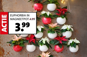 Aanbieding: EUPHORBIA IN MAGNEETPOT