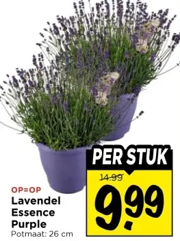 Lavendel Essence Purple