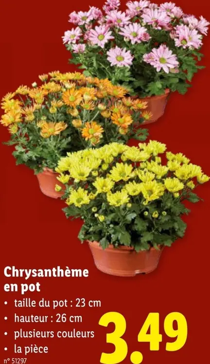 Offre: Chrysanthème en pot