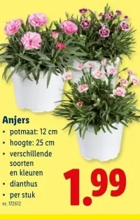 Promotie: Anjers