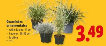 Offre: Graminées ornementales