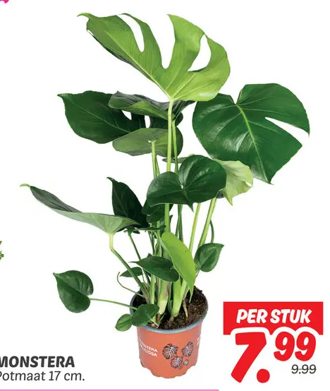 Monstera