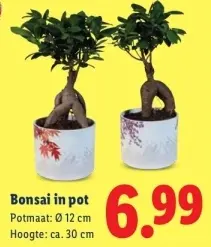 Aanbieding: Bonsai in pot