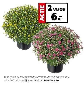 Aanbieding: Bolchrysant (Chrysanthemum). Diverse kleuren