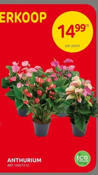 Promotie: Anthurium