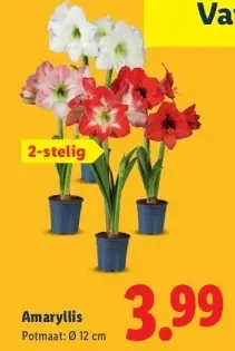 Aanbieding: Amaryllis