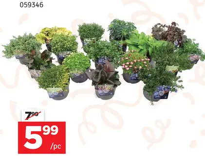 Offre: Plantes en pot