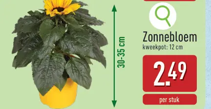 Promotie: Zonnebloem