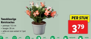 Aanbieding: Tweekleurige Kerstcactus