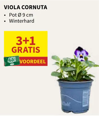 Promotie: Viola cornuta