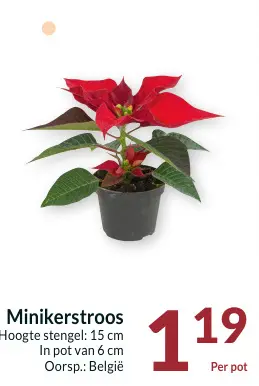 Promotie: Minikerstroos