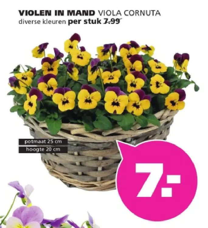Aanbieding: Violen in mand viola cornuta