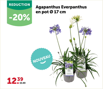 Offre: Agapanthus Everpanthus en pot