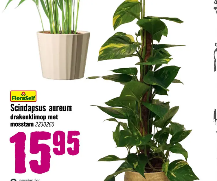 Aanbieding: Scindapsus aureum