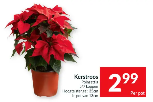 Aanbieding: Kerstroos