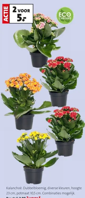 Promotie: Kalanchoë Dubbelbloemig