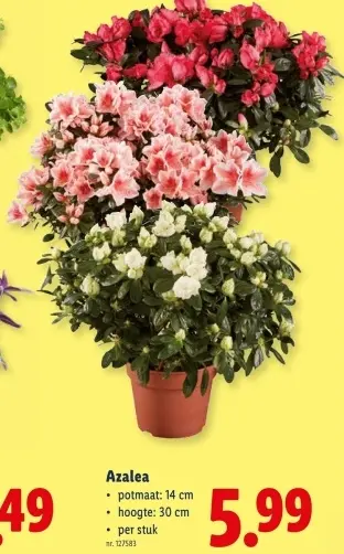 Promotie: Azalea