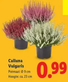 Aanbieding: Calluna Vulgaris